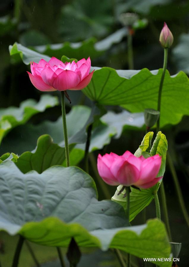 Photo taken on July 18, 2013 shows lotus flowers in Cuihu Park of Kunming, capital of southwest China's Yunnan Province. Blooming lotus flowers here attracted many local residents to the park.(Xinhua/Lin Yiguang)