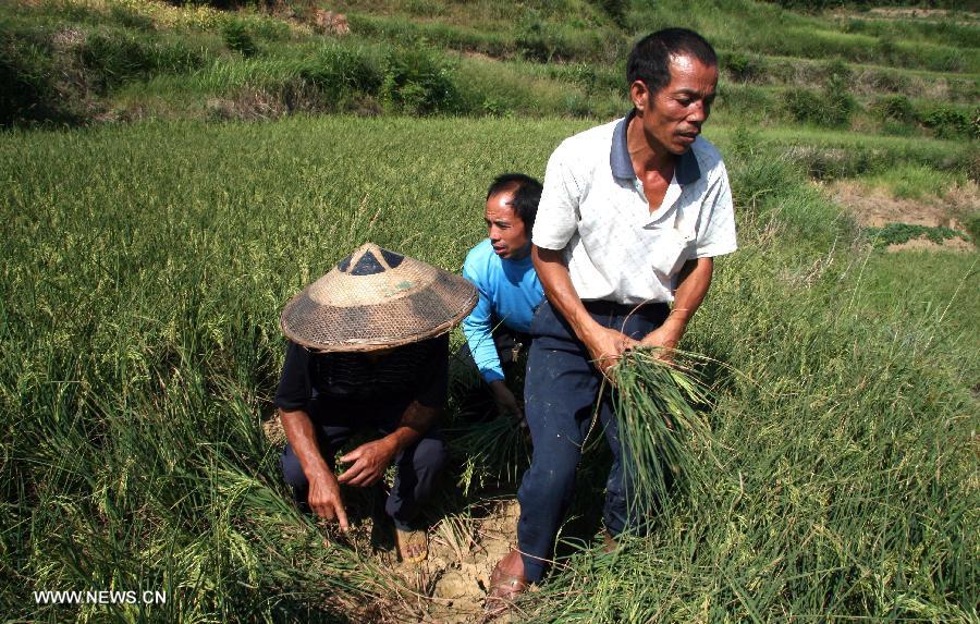 Villagers look at withered seedlings in the Baima Village of Huangjing Township, central China's Hunan Province, July 20, 2013. The drought has left about 283,000 people short of water in Hunan following days of heat, affecting 3.376 million mu (about 225,066 hectares) of croplands. (Xinhua/Li Aimin)  