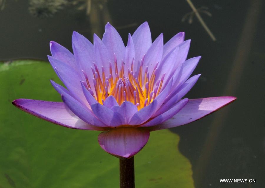 Photo taken on July 20, 2013 shows a blooming water lily at a lotus garden in Baiyangdian Lake in Baoding City, north China's Hebei Province, July 20, 2013. Water lilies start to bloom as midsummer has come.(Xinhua/Zhu Xudong)