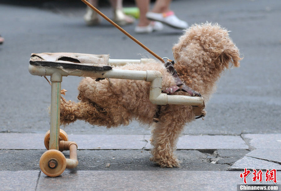 A paralyzed dog named Xiongxiong walks with a dog wheelchair at an activity organized by Nanchang Small Animal Protection Association (NSAPA) in Nanchang, east China's Jiangxi Province, July 21, 2013.  (Photo: Chinanews.cn)