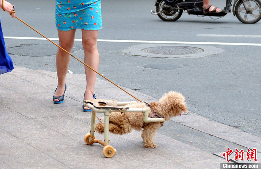 A paralyzed dog named Xiongxiong walks with a dog wheelchair at an activity organized by Nanchang Small Animal Protection Association (NSAPA) in Nanchang, east China's Jiangxi Province, July 21, 2013.  (Photo: Chinanews.cn)