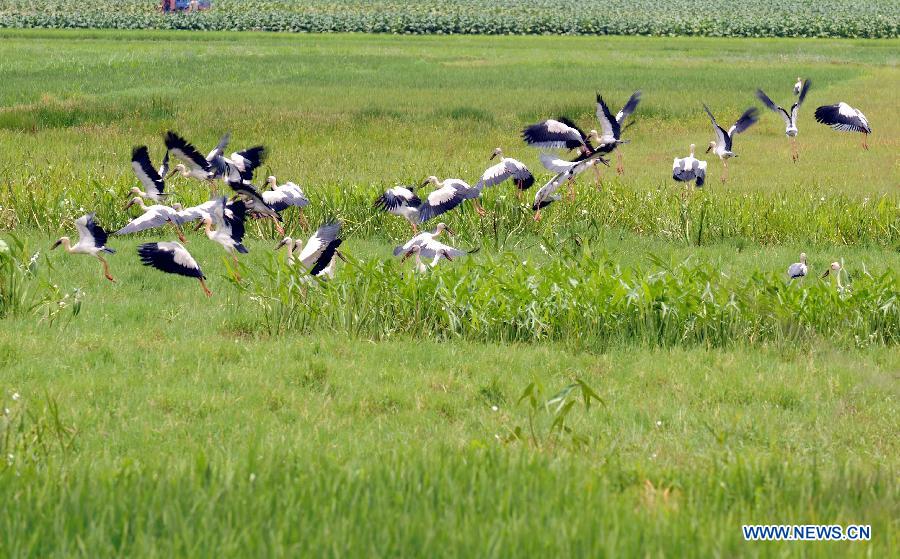 Birds are seen at the Puzhehei scenic area in Qiubei County, southwest China's Yunnan Province, July 18, 2013. Known as "the unique pastoral scenery in China", the beauty spot attracts a large number of tourists with 380 mountain peaks, 83 karst caves, 54 lakes and 2,667 hectares of wetlands. (Xinhua/Yang Zongyou)