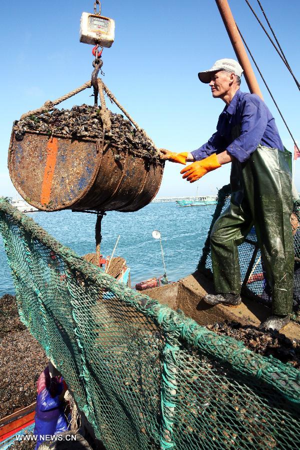 A villager entrucks mussels to send to factory Shengsi County in Zhoushan City, east China's Zhejiang Province, July 23, 2013. Shengsi County had more than 1,333 hectares of water areas to breed mussels with a production value topping 100 million yuan (15.47 million US dollars) in 2012. The mussel breeding has become a main source of income for local people. (Xinhua/Xu Yu) 