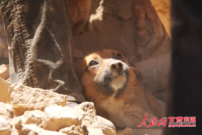 After being buried in debris for more than 30 hours, a dog in a quake-hit village in Gansu province miraculously survived and was rescued by his owner and other helpers on Tuesday.(Photo / gs.people.com.cn)