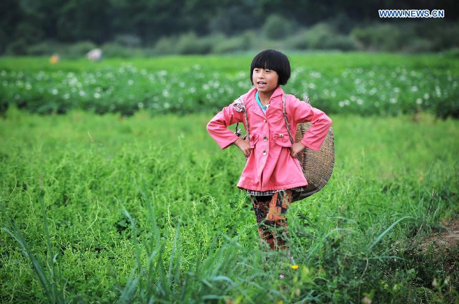 A girl walks in a field carrying a basket in Meichuan Town of quake-hit Minxian County, northwest China's Gansu Province, July 24, 2013. A 6.6-magnitude quake hit northwest China's Gansu Province on Monday morning, leaving 95 dead and 1,001 injured. (Xinhua/Liu Xiao)