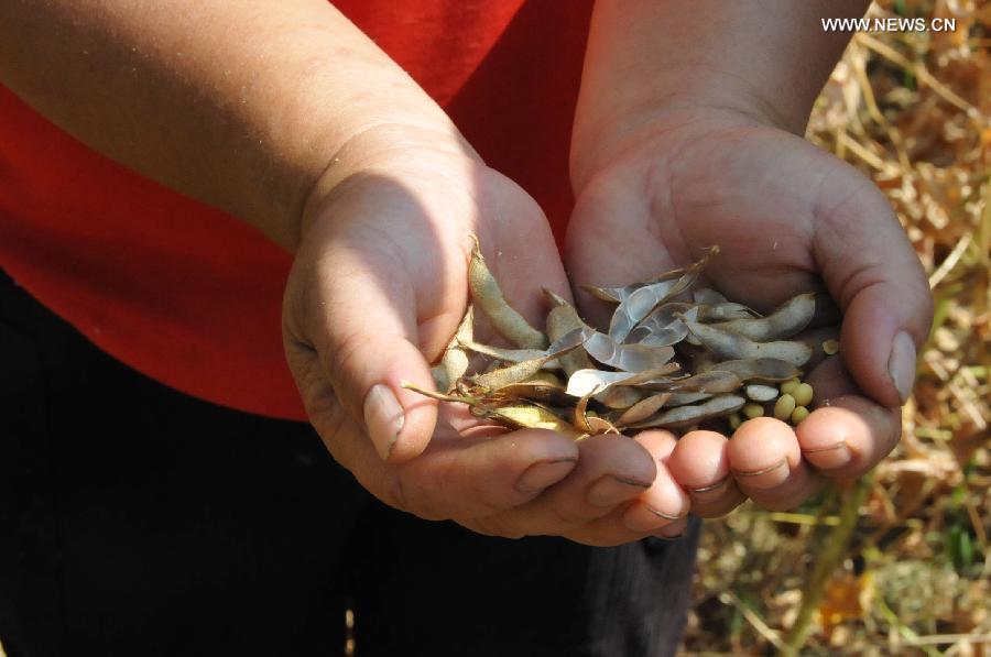 A man shows soybeans from dried-up field in Huangping County, southwest China's Guizhou Province, July 24, 2013. A drought that has lasted since the middle of June has left 619,900 people short of drinking water in the province. Over 70 counties of cities in the province have been affected by the drought, with 264,600 hectares of crops affected and 125,300 heads of livestock short of water.(Xinhua/Yang Hongtao)