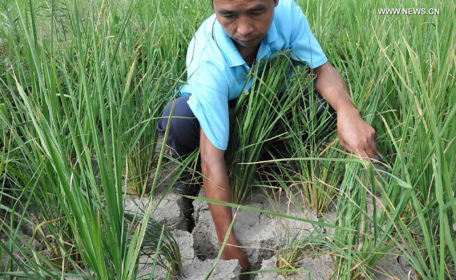 A man shows the dried-up paddy field at Chongxing Village of Huangping County, southwest China's Guizhou Province, July 24, 2013. A drought that has lasted since the middle of June has left 619,900 people short of drinking water in the province. Over 70 counties in the province have been affected by the drought, with 264,600 hectares of crops affected and 125,300 heads of livestock short of water. (Xinhua/Yang Hongtao) 