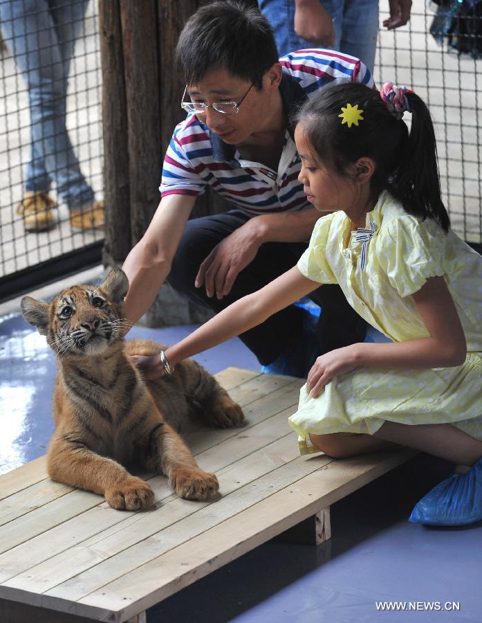 A girl touches a three-month-old little tiger in Yunnan Wild Animal Park in Kunming, capital of southwest China's Yunnan Province, July 25, 2013. Tourists are allowed to contact with the 11 little tigers in the animal park since Thursday.(Xinhua/Lin Yiguang) 