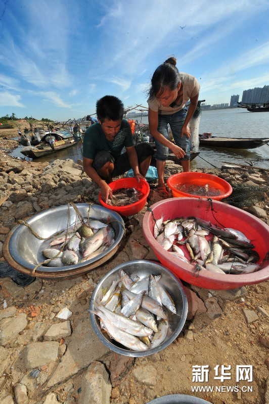 Yi Guojun and his wife Chen Yan pick over and classify fish by species. (Photo by Long Hongtao/ Xinhua)