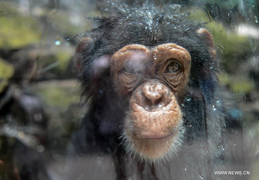 A chimpanzee plays with water to cool itself off at the Hangzhou Zoo in Hangzhou, capital of east China's Zhejiang Province, July 25, 2013. The Hangzhou Zoo took various measures to cool down the animals in the continuing scorching weather. (Xinhua/Han Chuanhao)