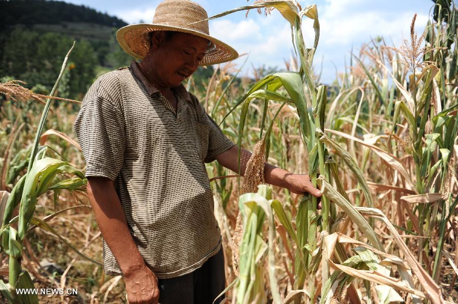 Villager Liu Dianyun checks his crops withered due to drought in Dingxin Township, Qianxi County, southwest China's Guizhou Province, July 26, 2013. Lingering droughts in Guizhou have affected more than 8.37 million people, local authorities said Friday. Over 1 million people lack adequate supplies of drinking water, and a total of 541,200 hectares of farmland is also affected by the drought, the provincial government said. (Xinhua/Tao Liang)