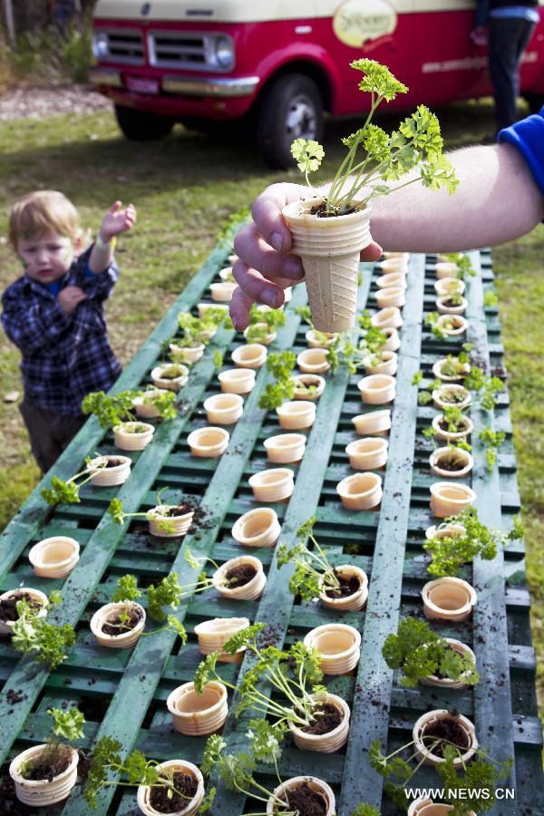 A volunteer shows a plant planted in an ice cream cone at the Sydney Park in Sydney, Australia, on July 28, 2013, during the Australia Planet Ark National Tree Day event. Since the first Planet Ark National Tree Day in 1996, more than three million participants have planted around 20 million trees and shrubs in Australia. (Xinhua/Jin Linpeng)