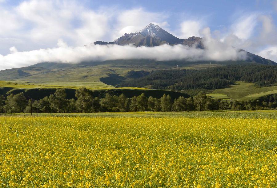 Photo taken on July 28, 2013 shows the scenery of rape flowers at the feet of the Qilian Mountains in Qilian County, northwest China's Qinghai Province. The scenic spot attracted many tourists with its snow mountains and blossoming flowers. (Xinhua/Wang Song)