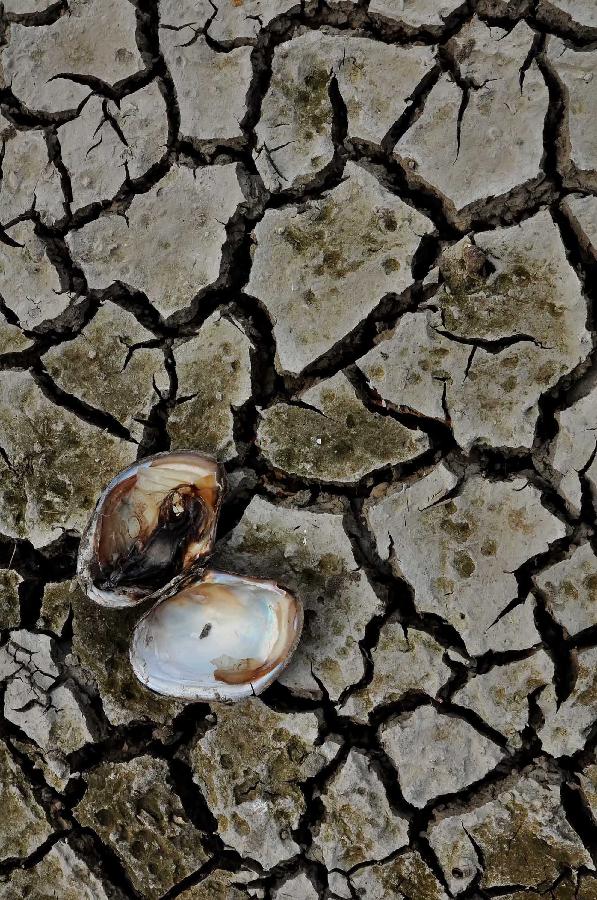 Photo taken on July 28, 2013 shows a dried mussel on the chapped riverbeds near the Wantou Bridge over Yaojiang River in Ningbo, east China's Zhejiang Province. Unrelenting heat in Ningbo has drawn the water table of the Yaojiang River down and parts of the beds were chapped, which led to the death of mussels and fish. (Xinhua/Hu Xuejun)