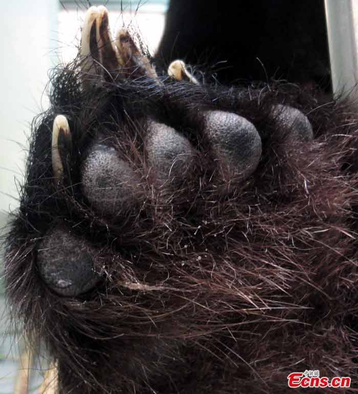 Taipei Zoo released photos of a newly-born panda, Yuan Zai, on July 28, 2013. Photo shows the baby panda's dad, Tuan Tuan(L).(Photo/ Taipei Zoo)