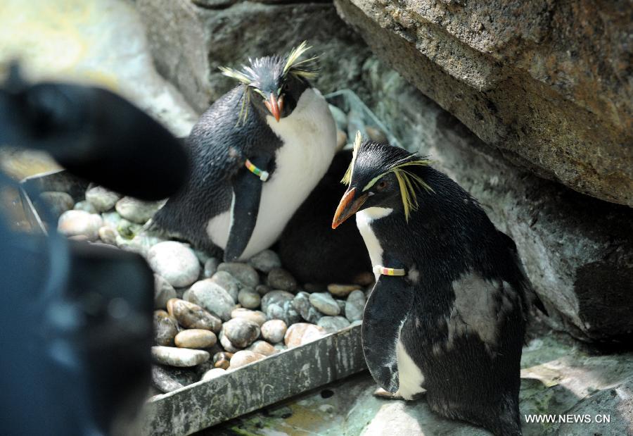 Photo taken on July 30, 2013 shows the family of the baby rockhopper penguin in the Haichang Polar Ocean World in Qingdao, east China's Shandong Province. The Haichang Polar Ocean World held a news conference on Tuesday for the baby rockhopper penguin which was born here about one month ago. (Xinhua/Li Ziheng) 