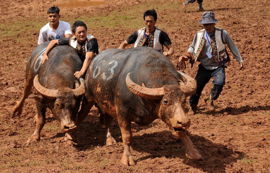 Working staff pull back a defeated bull during the torch festival of Yi ethnic group in Yi Autonomous County of Shilin, southwest China's Yunnan Province, July 30, 2013. Bullfighting which has enjoyed thousands of years' history is a significant activity in the torch festival. (Xinhua/Lin Yiguang)