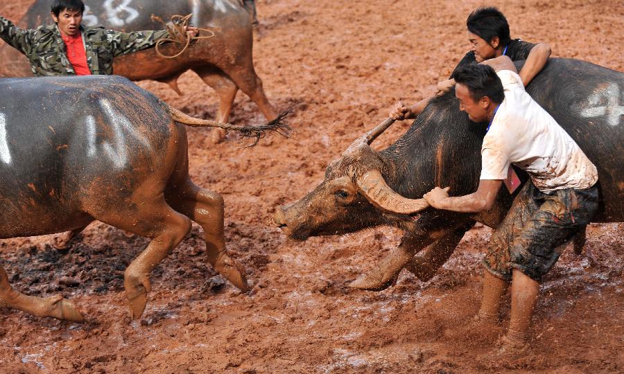 Working staff pull back a defeated bull during the torch festival of Yi ethnic group in Yi Autonomous County of Shilin, southwest China's Yunnan Province, July 30, 2013. Bullfighting which has enjoyed thousands of years' history is a significant activity in the torch festival. (Xinhua/Lin Yiguang)