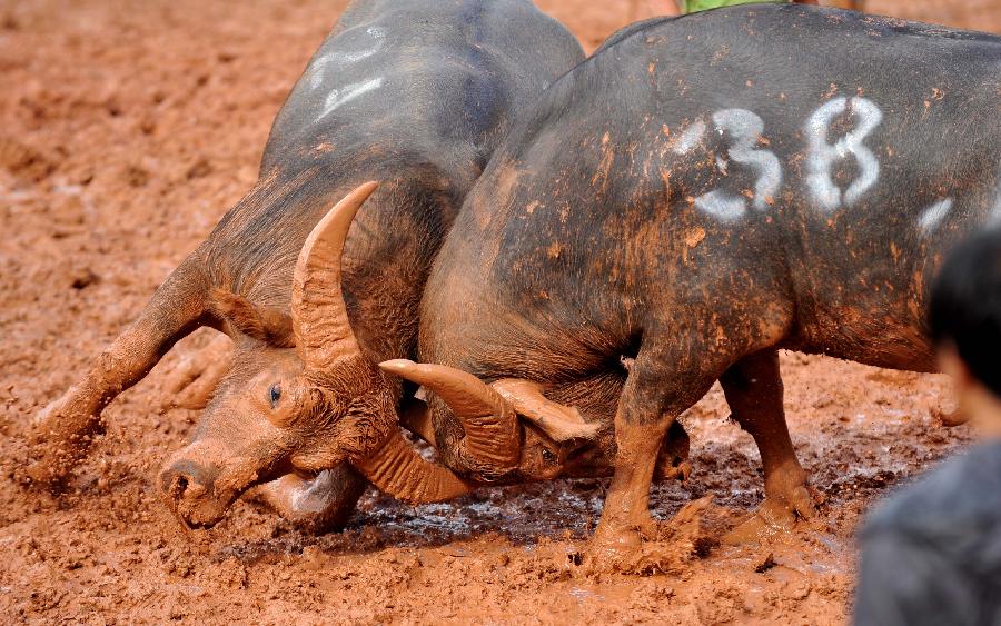 Two bulls fight with each other in the torch festival of Yi ethnic group in Yi Autonomous County of Shilin, southwest China's Yunnan Province, July 30, 2013. Bullfighting which has enjoyed thousands of years' history is a significant activity in the torch festival. (Xinhua/Lin Yiguang)