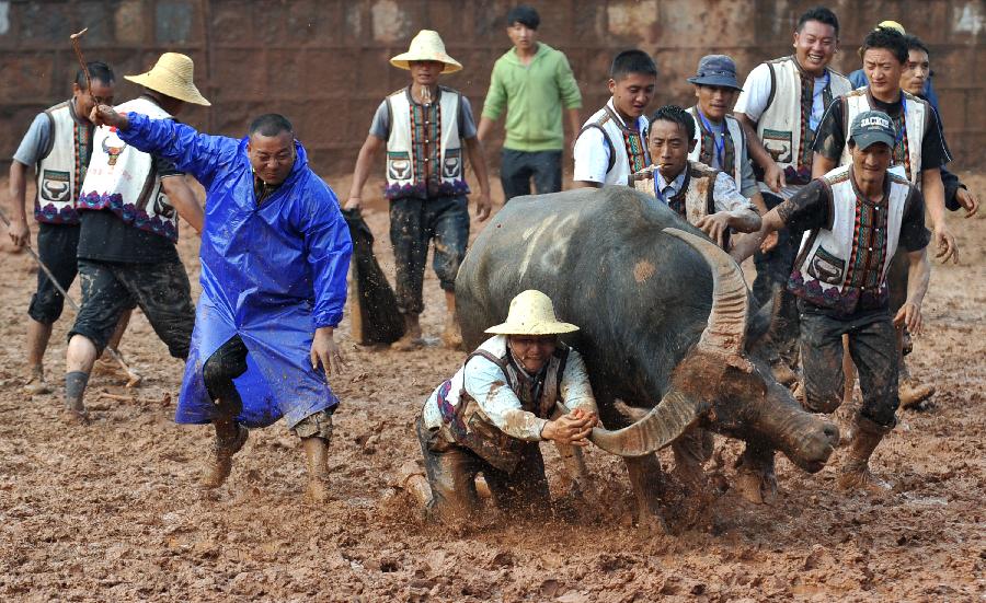 Working staff pull back a defeated bull during the torch festival of Yi ethnic group in Yi Autonomous County of Shilin, southwest China's Yunnan Province, July 30, 2013. Bullfighting which has enjoyed thousands of years' history is a significant activity in the torch festival. (Xinhua/Lin Yiguang)