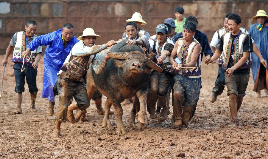 Working staff pull back a defeated bull during the torch festival of Yi ethnic group in Yi Autonomous County of Shilin, southwest China's Yunnan Province, July 30, 2013. Bullfighting which has enjoyed thousands of years' history is a significant activity in the torch festival. (Xinhua/Lin Yiguang)