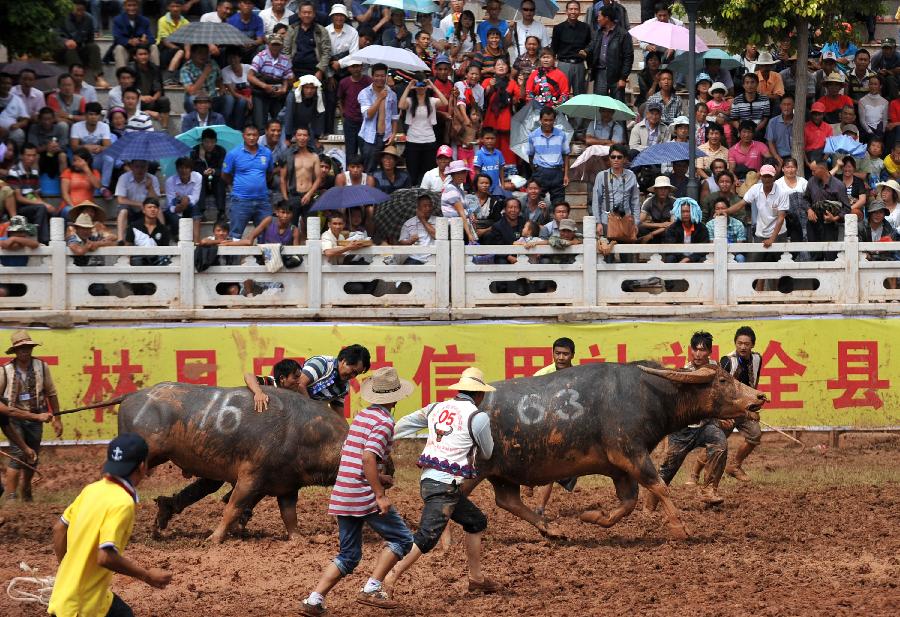 Audience watch bullfight show during the torch festival of Yi ethnic group in Yi Autonomous County of Shilin, southwest China's Yunnan Province, July 30, 2013. Bullfighting which has enjoyed thousands of years' history is a significant activity in the torch festival. (Xinhua/Lin Yiguang)