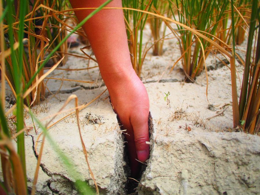 A hand reaches into the crack of a farmland in Shangzhai Village of Xiuwen County, southwest China's Guizhou Province, July 31, 2013. Lingering droughts in Guizhou have affected more than 12 million people. Over 2 million people lack adequate supplies of drinking water, and a total of 847,300 hectares of farmland is damaged by the drought. (Xinhua/Liu Xu)