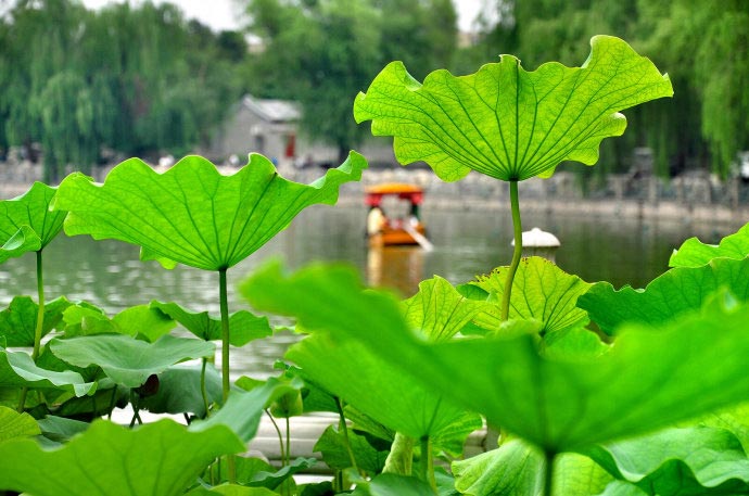 Beihai Park is a place to cool down and relax in summer. Paddling about in boats is a popular way to view the garden. (CRIENGLISH.com/Song Xiaofeng)