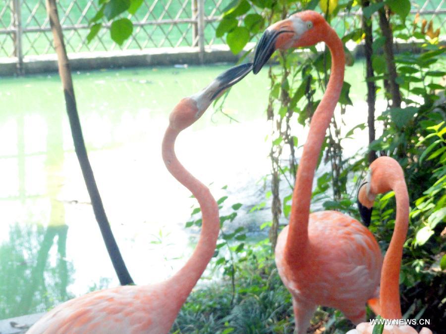 A couple of flamingoes kiss at the Suzhou Zoo in Suzhou, east China's Jiangsu Province, Aug. 13, 2013, the Qixi Festival, also known as Chinese Valentine's Day. (Xinhua/Wang Jiankang)