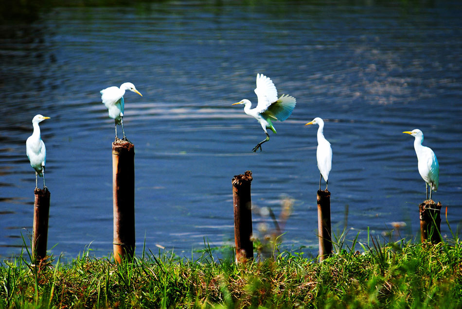 Enjoy the natural beauty in Pu'er, SW China's Yunnan Province