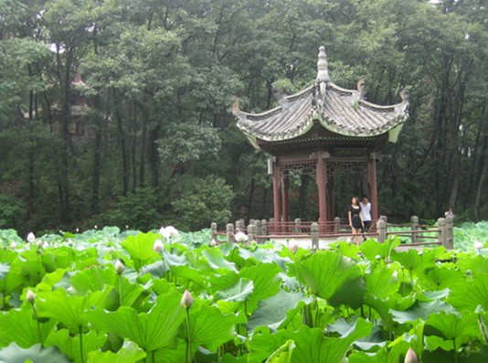 Lotus Pond