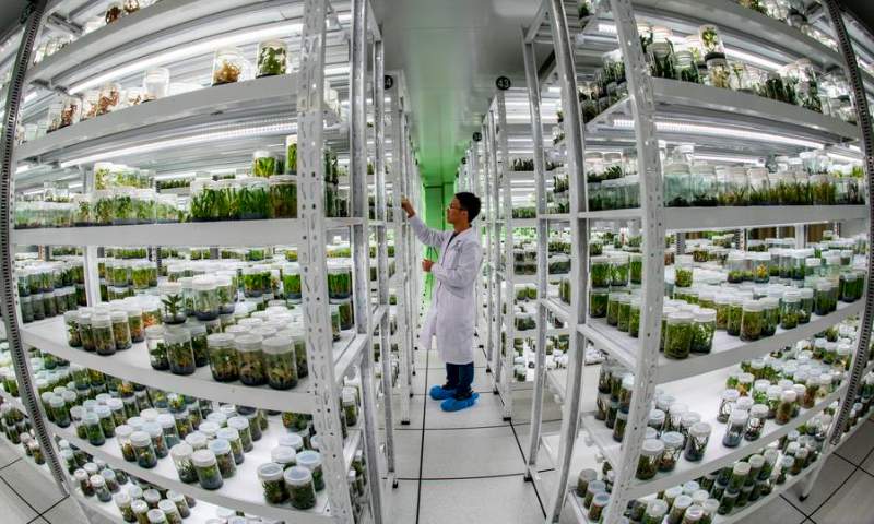 Photo taken on October 20, 2021 shows the vitro storage room at the Germplasm Bank of Wild Species in Kunming, Southwest China's Yunnan Province. Photo: Xinhua