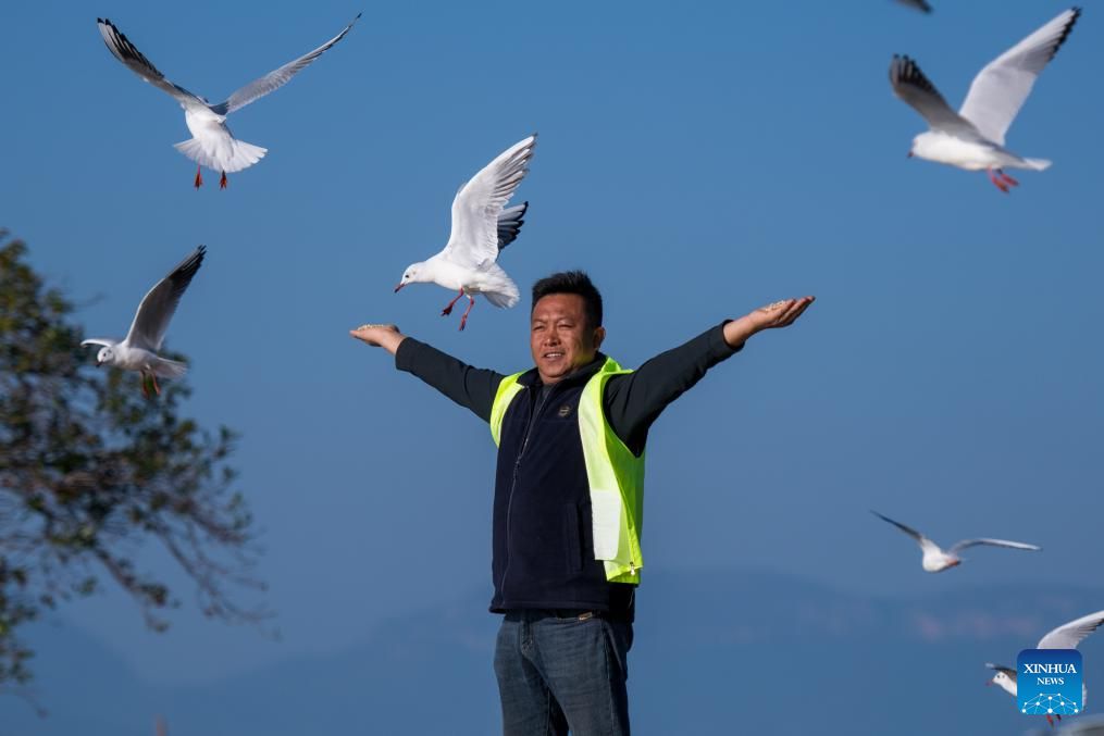 Pic story: volunteer dedicated to feeding gulls by Dianchi Lake in Kunming