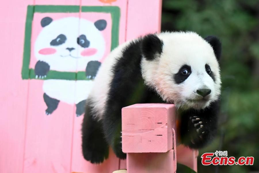 Panda cub turns half year old in Guangzhou