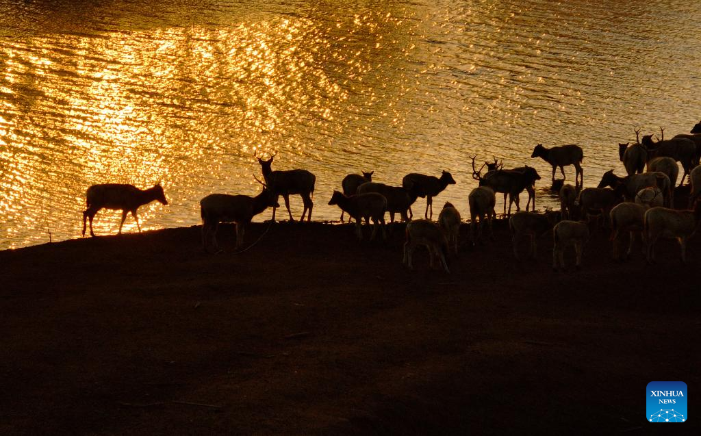 Population of elks maintains stable growth in Dafeng District, China's Jiangsu