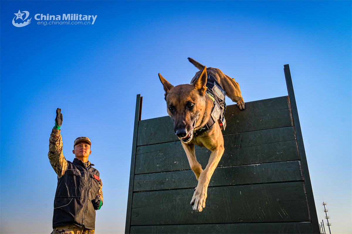 Military dogs in training