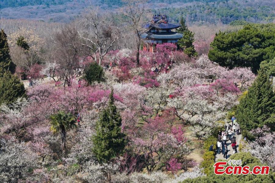 Plum blossoms bring spring to east China's Nanjing