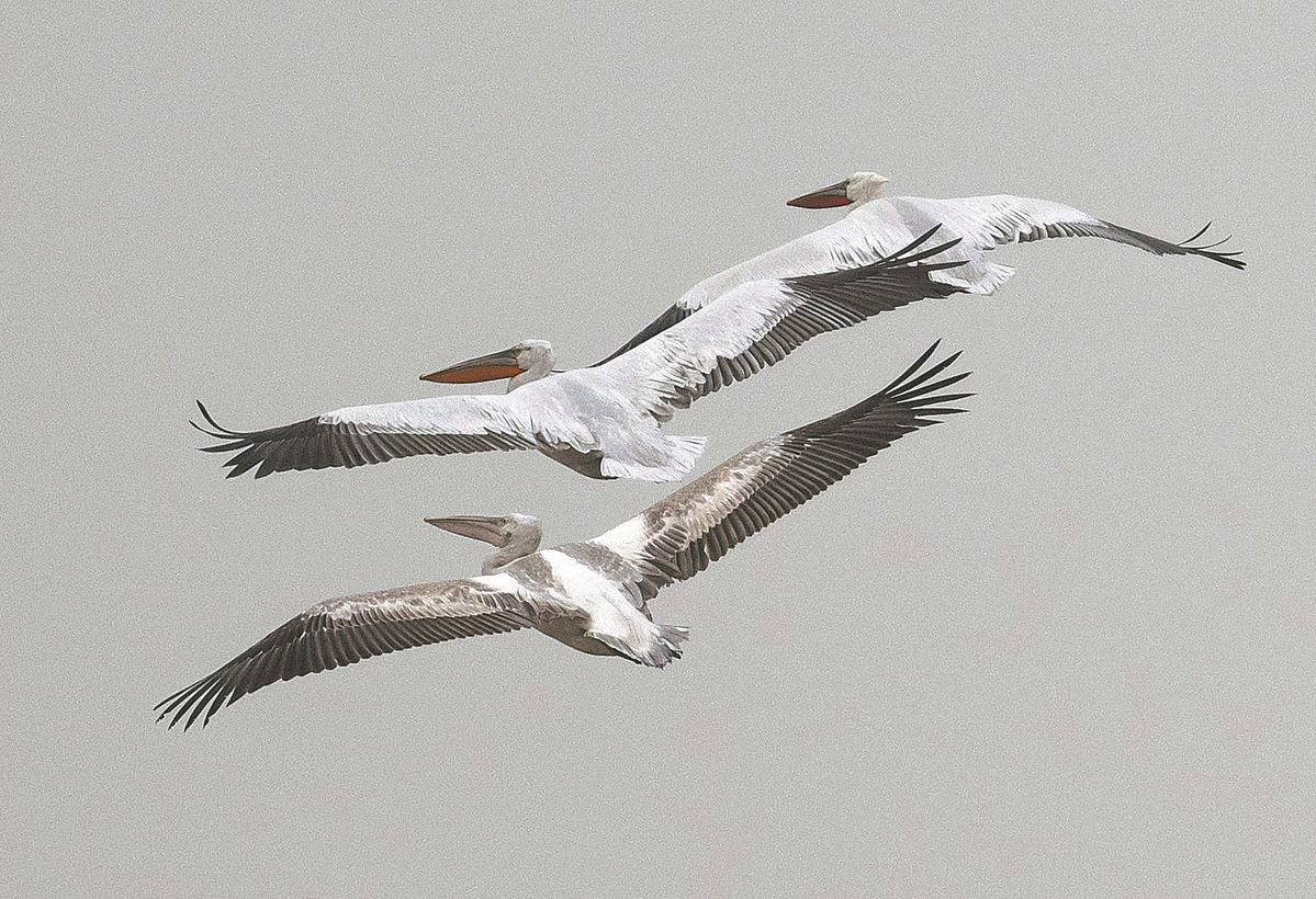 Rare pelicans flourish at Shanghai wetland reserve