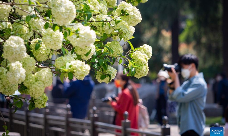 Tourists take pictures at a park in Nanjing, east China's Jiangsu Province, April 3, 2022. Photo: Xinhua