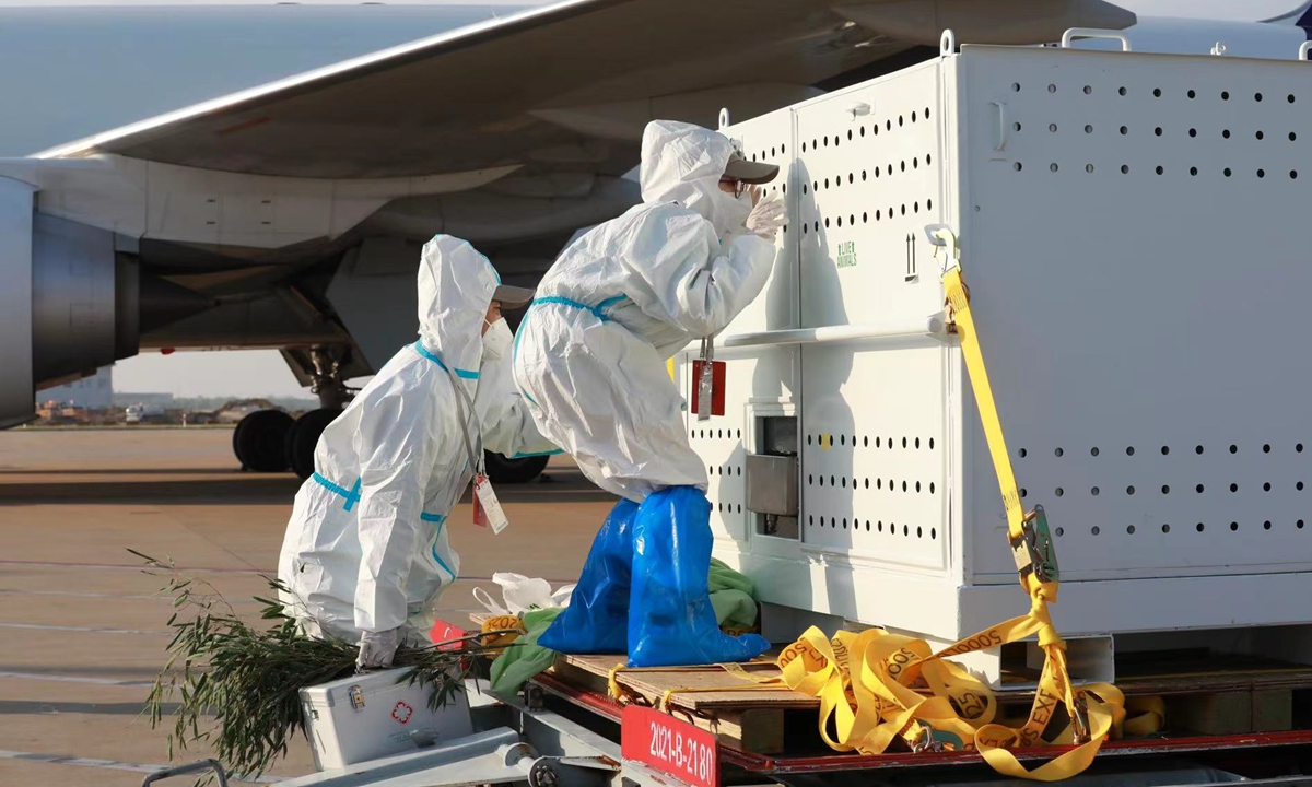 Chinese vets check the health status of giant panda Ya Ya after her flight landed in Shanghai Pudong International Airport on Thursday afternoon. Photo: Courtesy of National Forestry and Grassland Administration