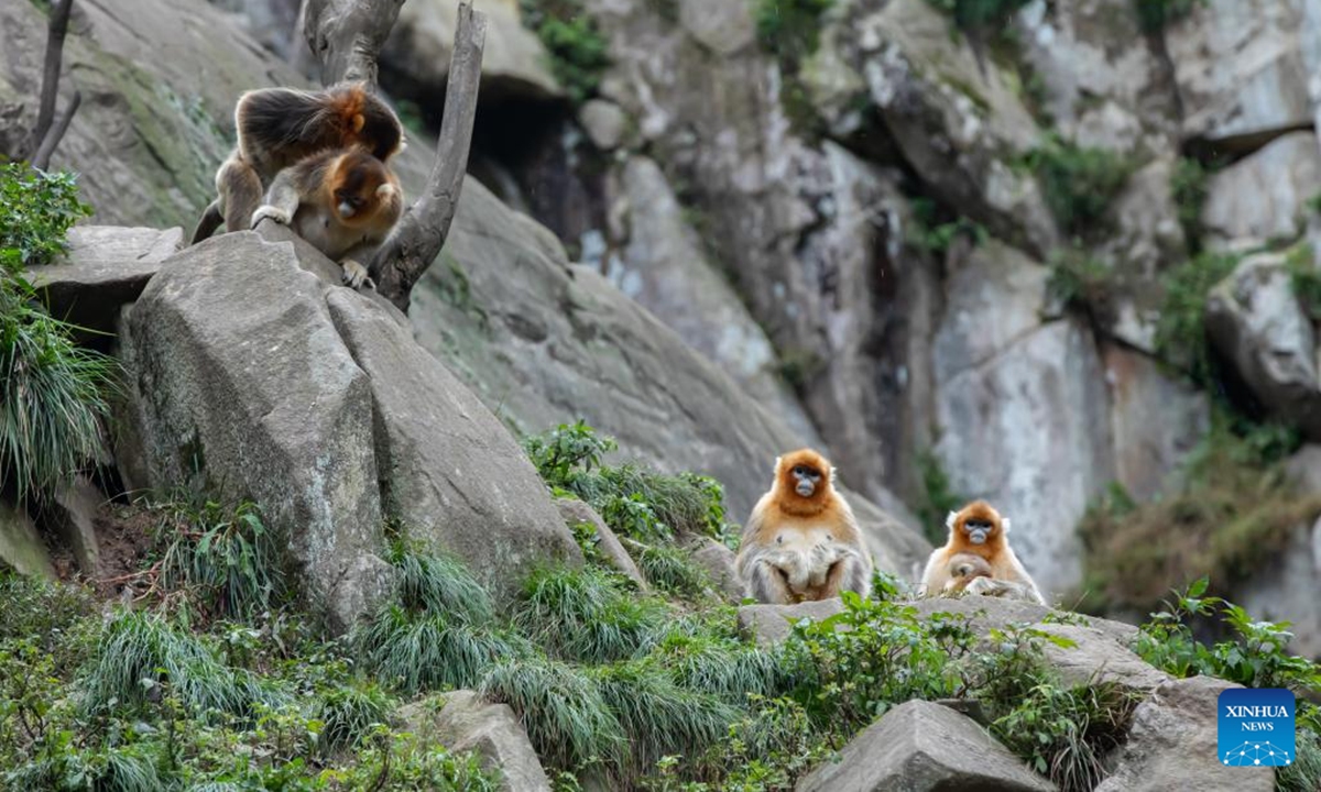 Sichuan golden snub-nosed monkeys are seen at the Yuhe area of the Giant Panda National Park in northwest China's Gansu Province, Oct. 14, 2023.(Xinhua/Zhang Xinxin)