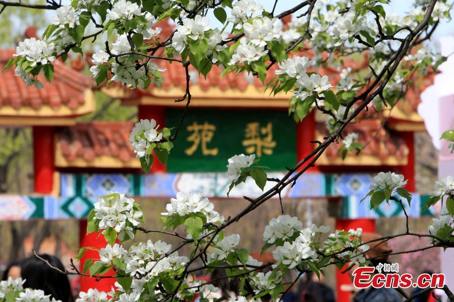 138-year-old pear tree in full blossom in NE China