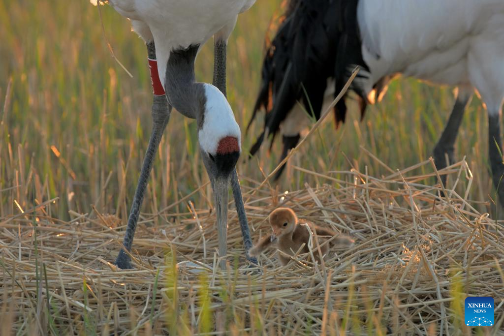 Red-crowned cranes enter breeding season in NE China