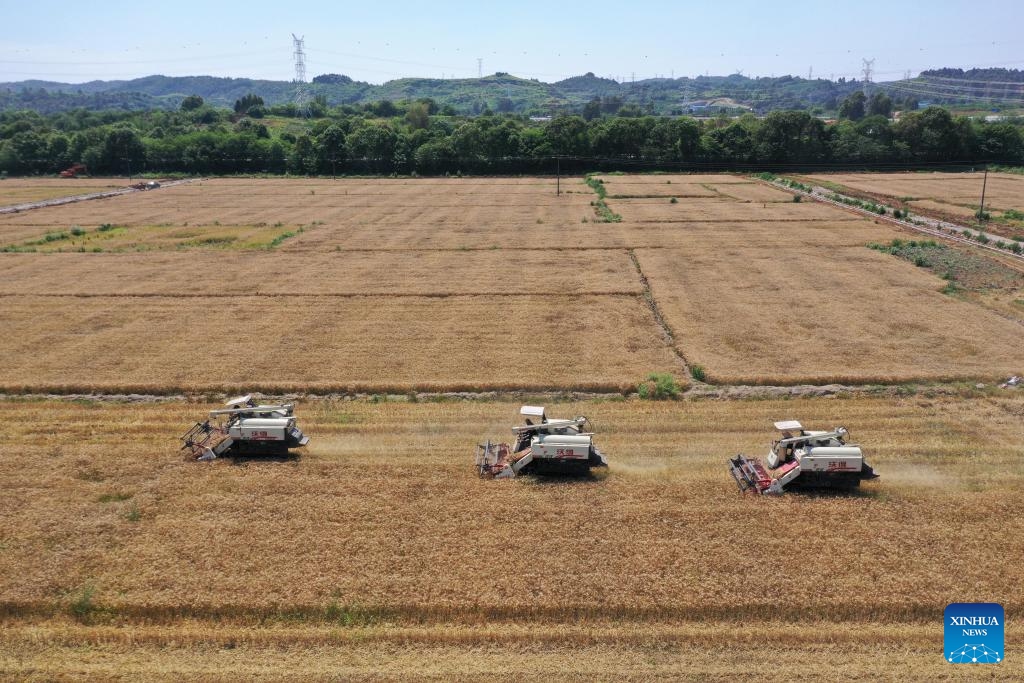 An aerial drone photo shows reapers harvesting wheat in the farmland in Meishan City, southwest China's Sichuan Province, May 13, 2024.(Photo: Xinhua)