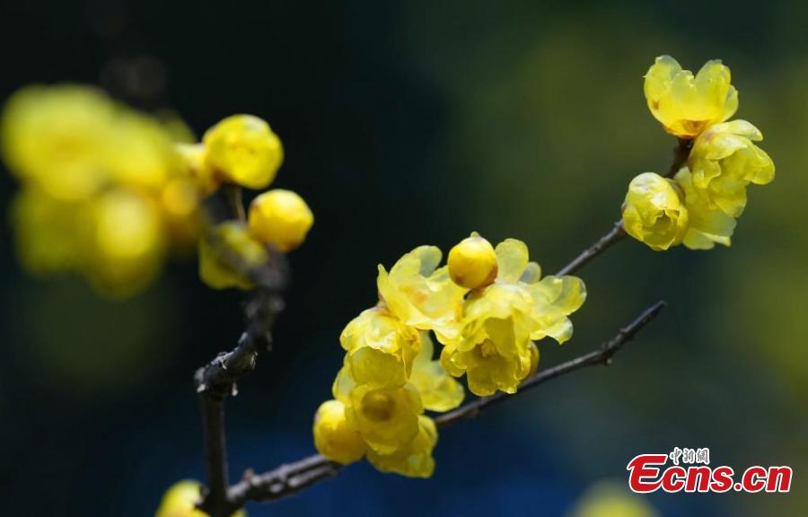 Wax flower draws visits in Chengdu