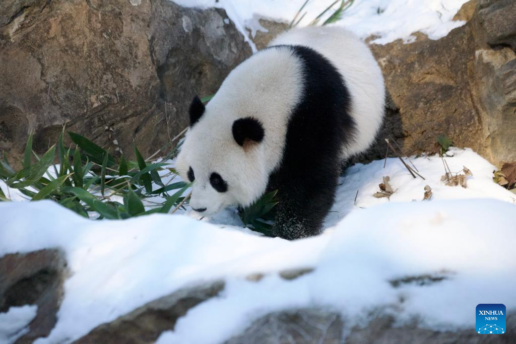 Giant pandas Bao Li and Qing Bao seen at Washington zoo