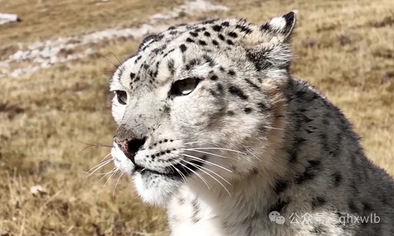 A snow leopard Photo: the administration bureau of Sanjiangyuan National Park