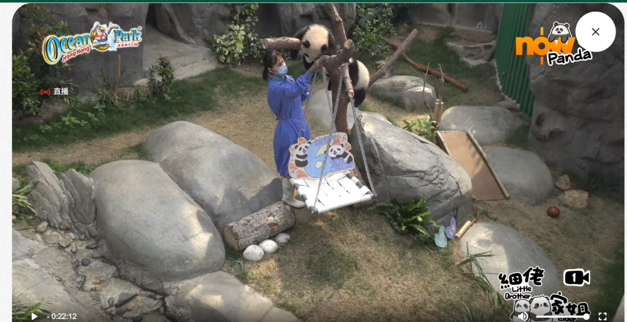 The twin panda cubs are seen lounging on a tree and playfully interacting. Photo: screenshot from the livestream on Hong Kong Ocean Park's official website