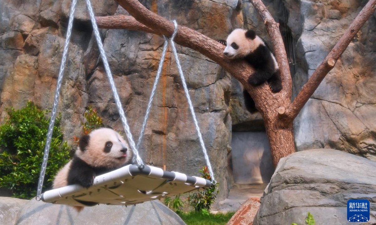 Giant panda cubs are pictured at the Ocean Park Hong Kong in south China's Hong Kong, Feb. 15, 2025.The first locally-born giant panda cubs at Ocean Park Hong Kong are set to meet the public on Sunday, and residents are encouraged to propose names for the cuddly twins.The pair of giant panda cubs was born last August and their parents are Ying Ying and Le Le, the giant pandas gifted by the central government to the Hong Kong Special Administrative Region (HKSAR). (Xinhua/Chen Duo)